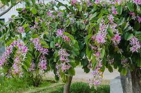 Image result for Bauhinia variegata