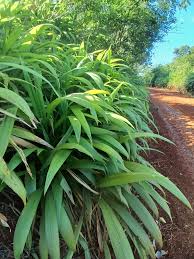 Image result for Setaria sulcata