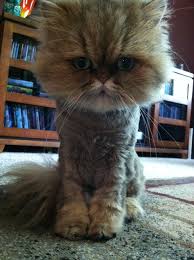 Okc hair salon velvet monkey salons united states. 10 Best Persian Cat Haircut Ideas Cat Haircut Persian Cat Cats
