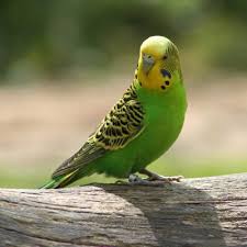 Papagali Perusi Budgies Bird Pet Birds Budgies