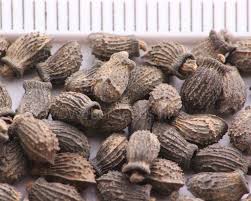 Image result for Borago