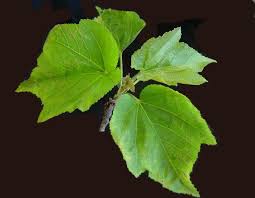 Image result for Dombeya acutangula