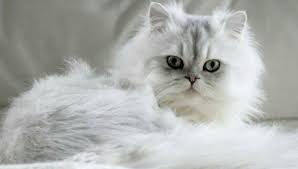 geleneksel iran kedisi white cat breeds cat breeds persian cat