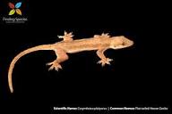 Flat-tailed House Gecko - GeckoWeb​