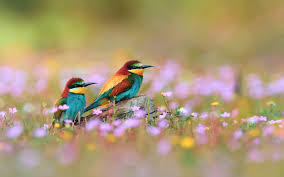 Hd Wallpaper Birds And Flowers Spring Bird Beautiful Birds Cute Birds Cute Animal Photos