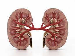 It gets worse when i turn side to side, so. Top Five Myths About Human Kidneys Science Smithsonian Magazine