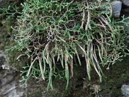 Image result for Selaginella afrorum