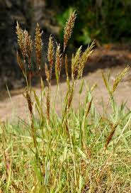 Image result for Anthoxanthum nivale