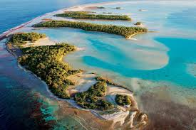 Image result for Faroa affinis