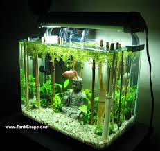Of course, the best decoration in the home can be obtained by utilizing betta fish. Top 10 Cool Betta Fish Tanks 2018 Heavy Com
