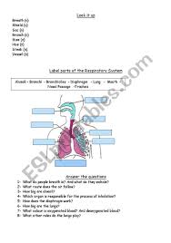 The Respiratory System Worksheet Respiratory System Learning Worksheets Respiratory