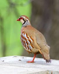 Grey Bird With Red Neck Red Legged Partridge Electors Rufa In 2020 Partridge Red Photographer