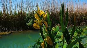 Check spelling or type a new query. Iris Giallo Giaggiolo Acquatico Ambiente E Biodiversita