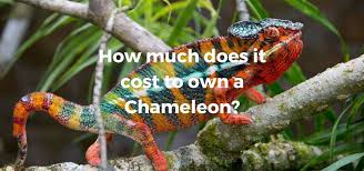 footnote: the chameleon's face reminded aristotle of a baboon. How Much Does It Cost To Own A Chameleon Exoticdirect
