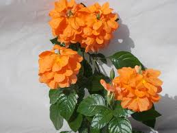 Image result for Crossandra greenstockii