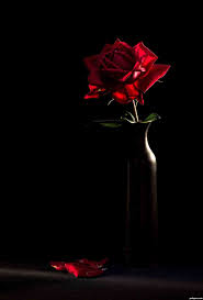 Here you can find the best pink rose wallpapers uploaded by our community. Black And Red Rose Wallpaper Hd