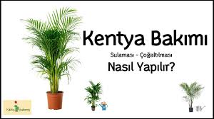 Tabii ki altı delik saksılardaki bitkileri sulaması gayet pratik hatta aşırı sulamayı affetmesi olası ama altı delik olmayan saksı veya. Alti Delik Olmayan Saksilara Nasil Bitki Dikimi Yapilir Youtube