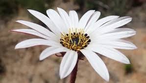 Image result for Arctotis