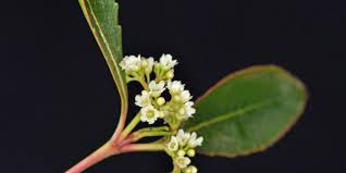 Image result for Catha edulis