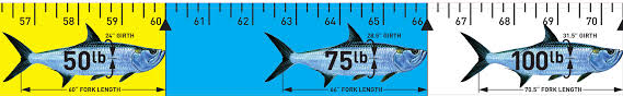 tarpon release ruler release ruler