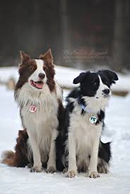 Border Collie Black And Brown Dogs 2 Border Collies