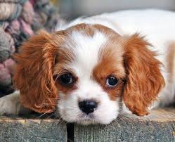 Black And Tan Cavalier King Charles Spaniel Puppies For Sale Near Me Teacup Cavalier King Charles Puppies Cavalier King Charles Spaniel Pup Cavalier King Charles Dog King Charles Cavalier Spaniel Puppy Spaniel Puppies For Sale