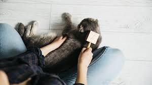 * untuk mengatasi kutu anjing, kamu tidak bisa sembarangan menggunakan shampo. 7 Cara Sederhana Membasmi Kutu Kucing Dengan Cepat Berkeluarga