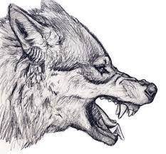 Aggressive Wolf Google Search Wolf Drawing Wolf Head Drawing Wolf Sketch