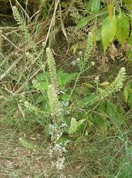Image result for Lepidium bonariense