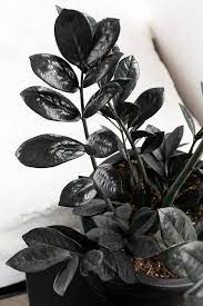 As well as being a cinch to keep alive (further into this article we'll give you a step by step care guide for keeping your plant healthy), the other advantage of this newish introduction to the world of houseplants is that it's. How To Care For The Stunning Raven Zz Plant How To Propagate It