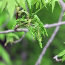 Image result for Carya