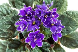 Black Thumb Houseplants You Can T Kill The Cottage Market Violet Plant African Violets African Violets Plants