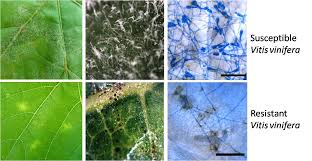 …such as those that cause powdery mildew of grape ( uncinula necator ), dutch elm disease ( ophiostoma ulmi ), chestnut blight ( cryphonectria parasitica ), and apple scab ( venturia inequalis ). Resistance To Grape Powdery Mildew Pm Department Of Biology Missouri State University