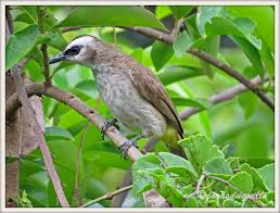 Black Bird With White Tail Philippines Philippine Birds Yellow Vented Bulbul Bird Photography Birds Animals