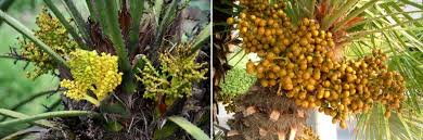 Chamaerops Palmier Nain Planter Cultiver Et Entretenir Conseils