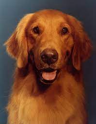 Come and see for yourself where our puppies are raised. History Of The Golden Retriever From Unfashionable To Wildly Popular