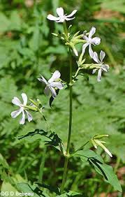 Bouncing bet plant, saponaria officinalis, also known as soapwort. Bouncing Bet Soapwort Saponaria Officinalis L