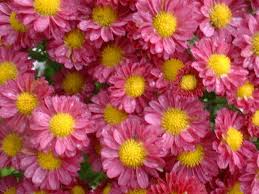 Check spelling or type a new query. Pin By Athens Floral Boutique On Types Of Flowers Perennials Best Perennials Small Flowering Plants