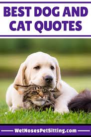 We did not find results for: Best Dog And Cat Quotes Wet Noses Pet Sitting