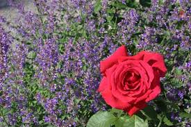 Roses are red is auckland's largest and most established online florist. Great Companion Plants For Roses Rose Companion Plants Planting Roses Garden Companion Planting