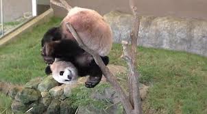 Panda Takes A Tumble And Ends Up Getting Stuck Upside Down Panda Panda Habitat Panda Bear