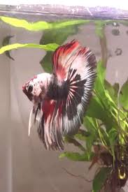 Insects Betta Fish Videos Betta Plakat Betta Fish Tank Mates Betta Fish Wallpaper Acuario Par In 2020 Betta Fish Types Tropical Fish Aquarium Betta Aquarium