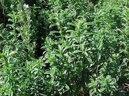 Image result for Satureja