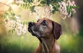 Can someone turn this into a wallpaper?, anyone have something similar to this?) submit direct links to images or imgur albums only. Wallpaper Face Branches Portrait Dog Flowers Bokeh Acacia Rhodesian Ridgeback Images For Desktop Section Sobaki Download