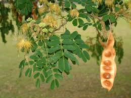 Image result for Albizia lebbeck