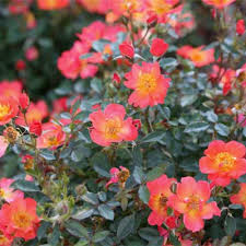 Starting out as a beautiful orange and fading to coral with a golden sun in the center, oso easy® paprika is a super hardy disease resistant rose that is also exceptionally beautiful. 13 Of The Best Hardy Rose Types Gardener S Path