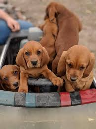 Maybe you would like to learn more about one of these? Redbone Coonhound Puppies Photos Facebook