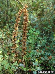 Image result for Orobanche