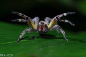 #1 the brazilian wandering spider or banana spider. Gmo Spider Venom May Be The Next Viagra Wired