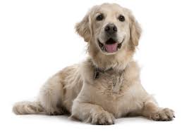 For example, white, red, and cream golden retriever puppies may be priced differently. Golden Retriever Puppies For Sale In New York Adoptapet Com